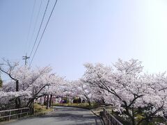 西に向かって歩いていると、桜がいたるところに。
朝ですが、シートを広げている人も、ちらほら。