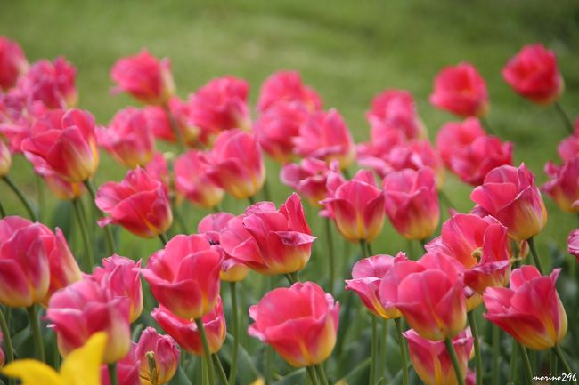 咲いた咲いたチューリップの花が 昭和記念公園 立川 東京 の旅行記 ブログ By Morino296さん フォートラベル