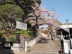 住宅街の中の階段と坂を登って、伊勢山皇大神宮に着きました。満開の桜が迎えてくれました。
