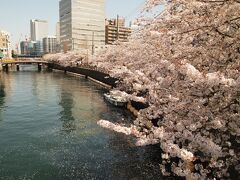 大岡川まで来ました。川岸の桜は見事に満開です。