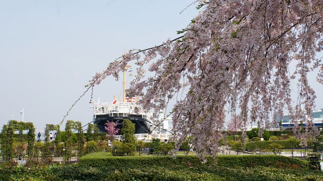 横浜 桜の花を愛でる1週間 ヨコハマ花だより みなとみらい 山下公園 野毛山公園 掃部山公園 大岡川沿いの桜など 横浜 神奈川県 の旅行記 ブログ By えっちゃんさん フォートラベル