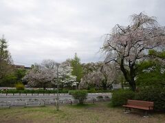 福祉センター前の交差点を左折して大学通りに出ました。
ここからは国立駅は1本道、満開の桜はほぼ散ってしまっているねえ。