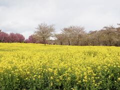 赤城南面千本桜