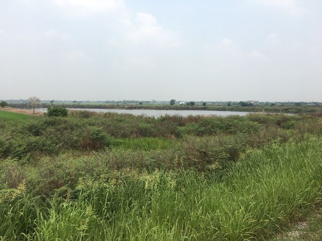 バンコクの街中はスラム街をすり抜ける様にしてゆっくりと走ってましたが、郊外に出るとスピードが出てきます。<br />景色は野原や田畑の中で、日本の田舎の風景と変わりありませんでした。