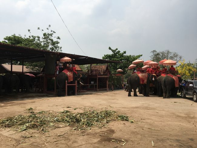 エレファント キャンプがあり家族連れで賑わってました。かなり悩みましたが、おじさん一人で象に乗る図が頭に浮かび諦めました。<br />