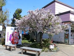 駅に戻り、静御前の墓へ。前回はまだ蕾だった静桜が咲いている♪　