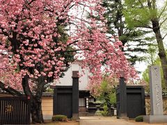 ２０１８．４．６／寛永寺の八重桜

上野の山の寛永寺では、門前、そして境内に濃いピンクの八重桜が満開。
ほとんど訪れる人がいないお寺の境内に八重桜が静かに咲き誇っていました。

