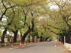 ２０１８．４．６／谷中霊園の桜並木

ソメイヨシノは花も蕊もすっかり落して、葉桜となっています。

