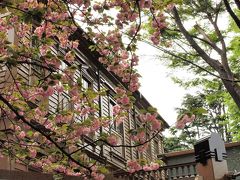 ２０１８．４．６／旧東京音楽学校奏楽堂前に咲く八重桜



