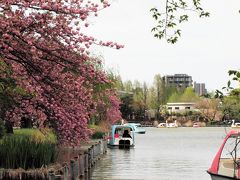 ２０１８．４．６／不忍池と八重桜

ソメイヨシノが終わったかと思うと、池の周りには濃いピンクの八重桜がいっぱい咲き出しています。
主に「カンザン」という種類のようでした。

