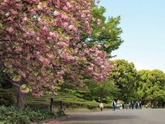 本丸跡の広場左手の「桜の島」には何種類もの八重桜が満開状態です。
天守台方向を見ています。
