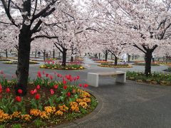 ４月８日は幕張にあるパナソニック広場にやってきました。
桜の木が一面に植えられ、チューリップなどのお花が咲き乱れ
本当にきれいです。