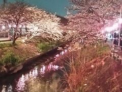 夜は海老川沿いをそぞろ歩き。
ライトアップされた桜と提灯が水面に移ってこちらも幻想的です。