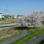 浅川土手・元横山公園の桜 2018/03/30