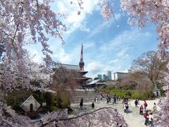 春　桜花爛漫の中　東京タワー