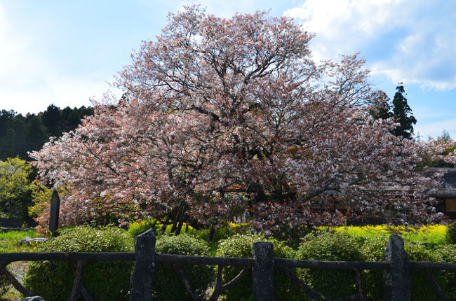 散り始めた狩宿下馬桜を見て来ました 18 04 09 富士宮 静岡県 の旅行記 ブログ By てんとう虫さん フォートラベル