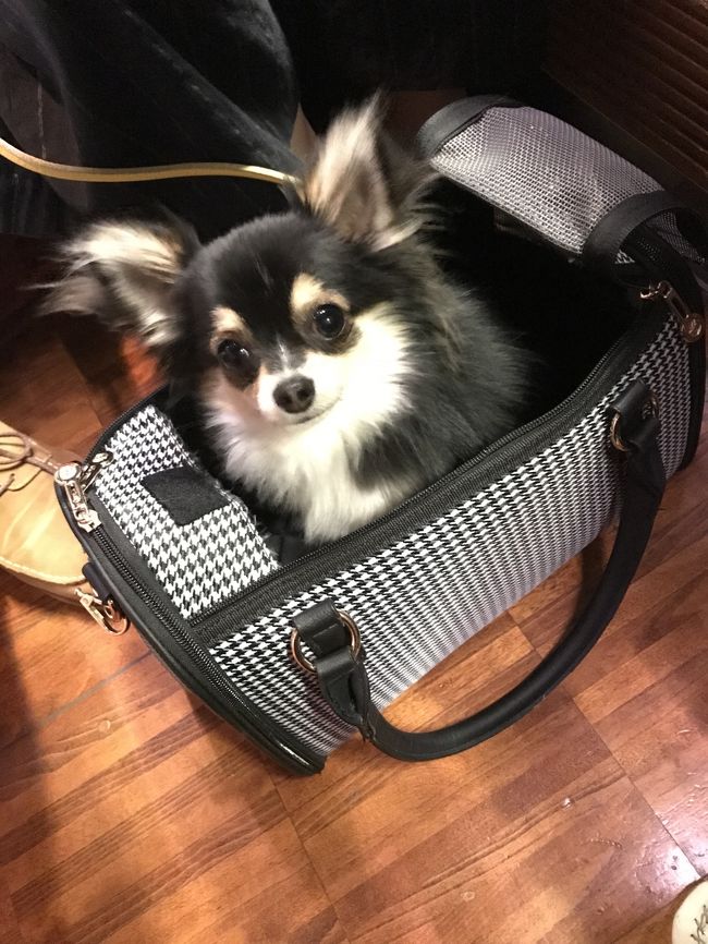 ヒルトン小田原リゾート スパで愛犬とホテルステイ 新型ロマンスカーgse展望席に乗る小田原への旅 小田原 神奈川県 の旅行記 ブログ By Arurunさん フォートラベル