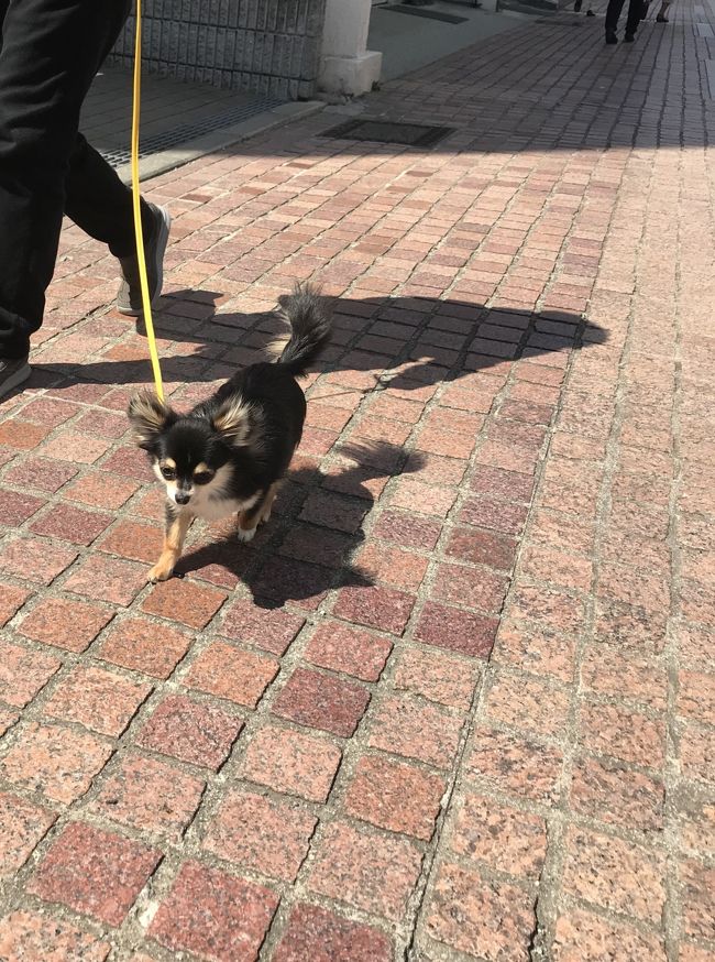 ヒルトン小田原リゾート スパで愛犬とホテルステイ 新型ロマンスカーgse展望席に乗る小田原への旅 小田原 神奈川県 の旅行記 ブログ By Arurunさん フォートラベル