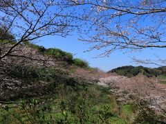 桜の名所、佐久間ダムですが、まだ5分咲きくらいでしょうか。