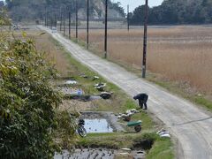 それと、この道も一応『田園地帯』という観光名所らしい。内地だったらただの田舎道だけど｡｡

良く言えば小浜島のシュガーロードみたい。

あそこのおっちゃんとちょっと話して色々教えてくれた。