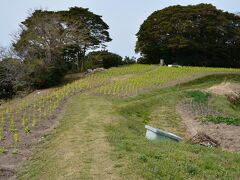 この島唯一の観光名所はこの菜の花畑。

時期が早かったので全然だけど、もうちょっと経てば満開で、その時期だけは観光客で賑わうらしい。