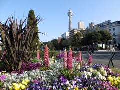 この写真は気に入りました
　
ルピナスとポートタワー　

横浜って感じが　ぷんぷん　と思うのは
私だけでしょうか
