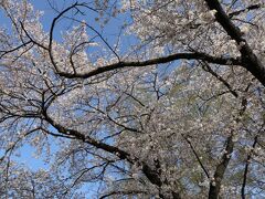 まだ盛りの桜も何本かありました。