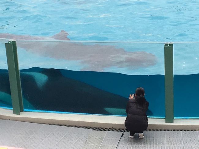 親友と鴨川シーワールド旅行 鴨川 千葉県 の旅行記 ブログ By Macoさん フォートラベル 親友と鴨川シーワールド旅行 鴨川 千葉県 の旅行記 ブログ By Macoさん フォートラベル