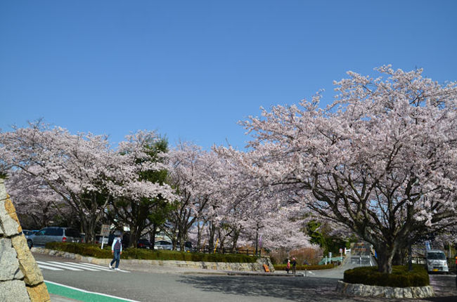 桜と富士山 岩本山公園 18 04 01 富士 静岡県 の旅行記 ブログ By てんとう虫さん フォートラベル 桜と富士山 岩本山公園 18 04 01 富士 静岡県 の旅行記 ブログ By てんとう虫さん フォートラベル