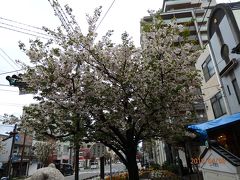 今年は桜が早いですね。