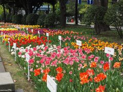 横浜公園のチューリップ

入口付近に並ぶチューリップは、品種名が分かるようになっています。

横浜公園は、明治9年に開園した日本初の西洋式公園。
ＪＲ関内駅から直ぐ、横浜スタジアムもあり、プロ野球の試合がある日は多くの人が押し寄せます。