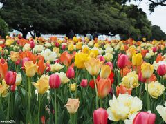 山下公園のチューリップ　「春日和♪」

解説には、
「市内の公園愛護会の皆さんとともに植え付けました。」
と書かれていました。


