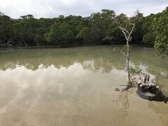 ヒルギ群落。ここでカヤックをしている人たちを発見。次ここに来た時はカヤックしたいなーと思いました。