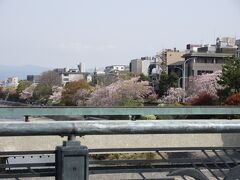 四条大橋からの桜