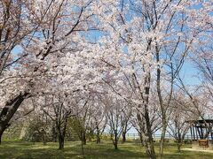 5軒目の開店時間までに「丸亀城」へ。
こちらも、少し上ると桜が満開だった。
来てよかった～。
