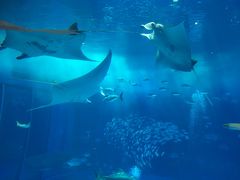 沖縄美ら海水族館