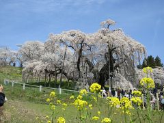 そして見えました、滝桜！
菜の花の黄色とコントラストが素敵です。

三春の滝桜は、推定樹齢1,000年を超えるベニシダレザクラの巨木で、国内はおろか外国にも子孫樹があまた存在する国の天然記念物です。
