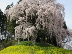 下部の菜の花も入れて1枚に納めました。