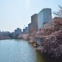 2018年 3月　東京桜づくし　乾通り一般公開　　