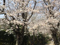 極楽寺の桜。御朱印帳が蝶の柄で可愛かった。