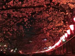 目黒川の夜桜。
