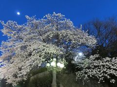 四谷見附の桜。
後ろは上智大。