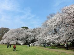 ＠砧公園

満開の桜にうっとり(≧▽≦)