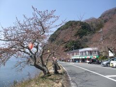 海津大崎の桜はつぼみ。
残念でした。