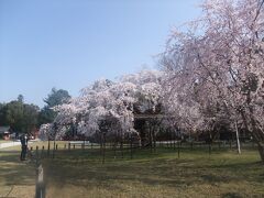 上賀茂神社の桜。
Goodでしたが写真ではイマイチ。