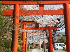 竹中神社です。
桜と鳥居がマッチしてました。