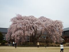 杵原学校の枝垂れ桜
ここは80年。