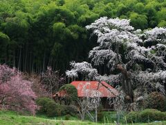 8：30　雪村庵　雪村桜

室町時代の画僧「雪村」が晩年、活動の処とした庵。
樹齢数百年と言われる枝垂桜が満開間近。


駐車場　無料
