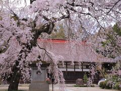 12：00　大隣寺（だいりんじ）

樹齢800年の紅彼岸系の枝垂桜、市の天然記念物。
紅枝垂れが見頃。

拝観料　無料
駐車場　無料