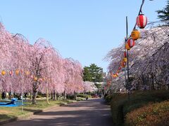 8：30　榴岡（つつじがおか）公園

仙台藩四代藩主綱村公が京都から取り寄せた枝垂桜など1000本あまりをこの地に植えたのが始まり。
紅枝垂れが見頃入り。


入園料　無料
駐車場　100円/1時間